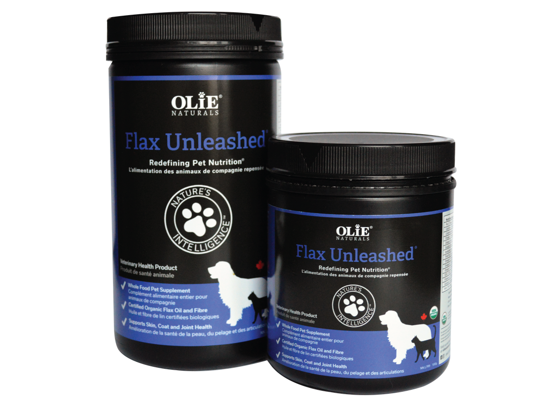 Help Your Active Dog Stay Active!
